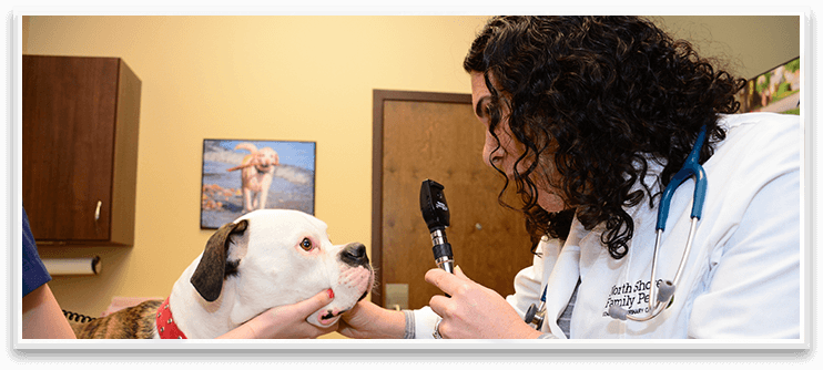 Veterinarian In Northbrook Il - Northbrook (742x334), Png Download