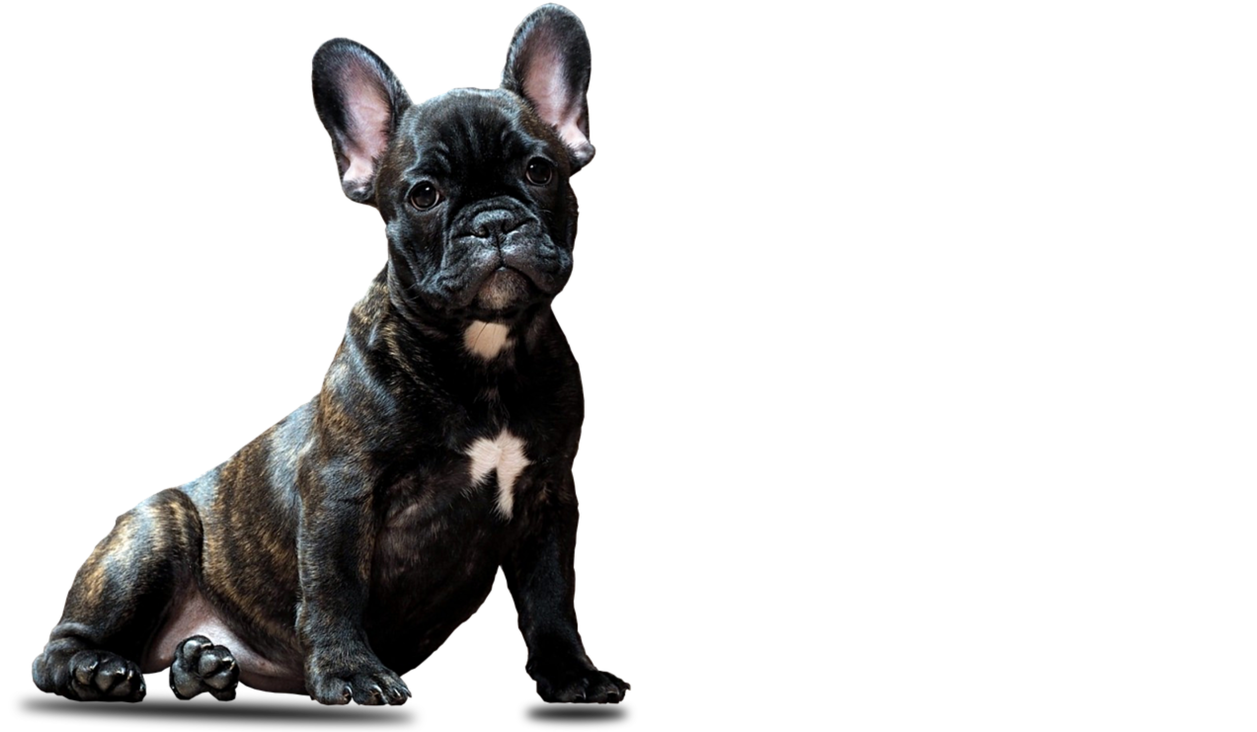 Ddd About Us Edit With Clown Dog - Dog (2560x1440), Png Download