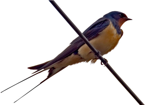 The True Acrobats Of The Sky - Barn Swallow (600x410), Png Download