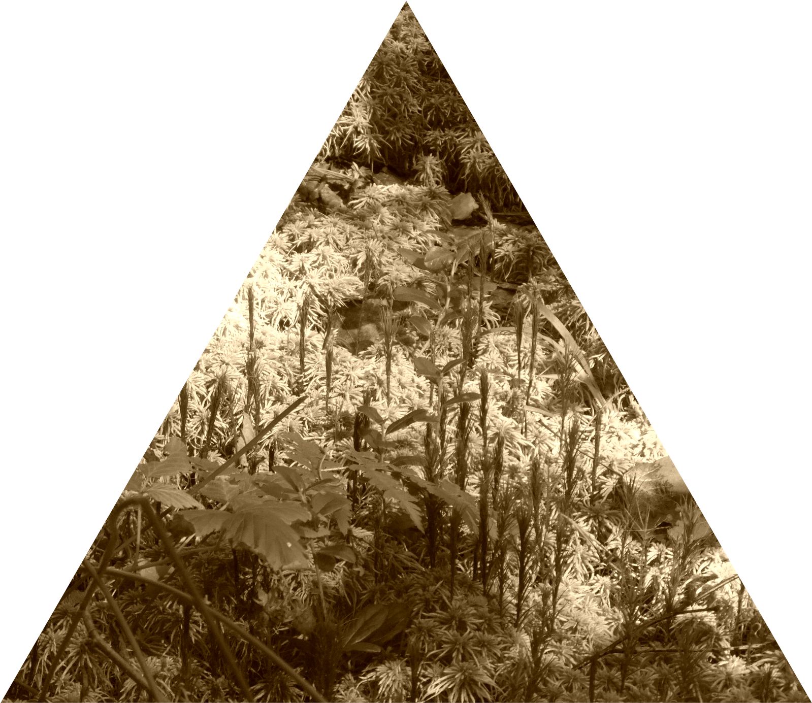 Woodlot Nw Of Kornilovo - Triangle (1657x1536), Png Download
