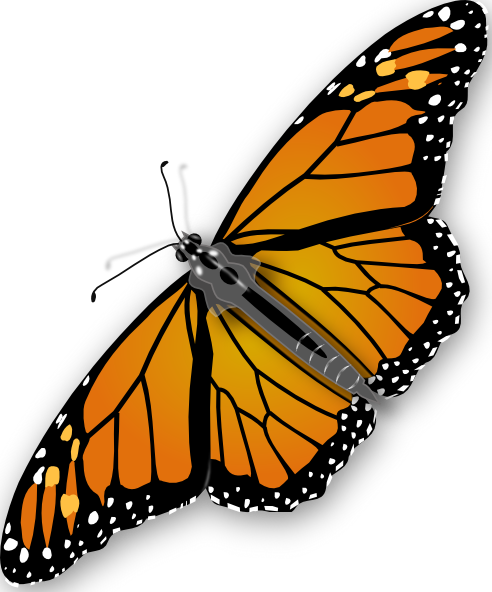 Monarch Butterfly Clipart Real Butterfly - Butterfly Png (492x592), Png Download