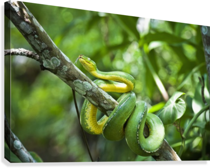 Green Tree Snake - Green Tree Snake (dendrelaphis Punctulata) Madang Province (429x343), Png Download