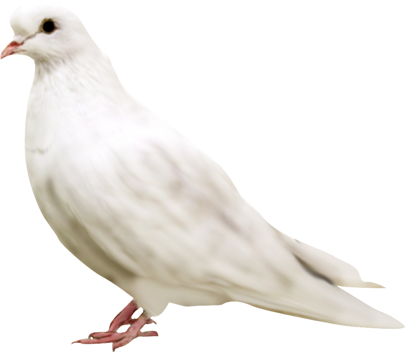 White Pigeon Face - Pigeon Png Download (800x696), Png Download