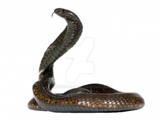 King Cobra Side View (640x480), Png Download
