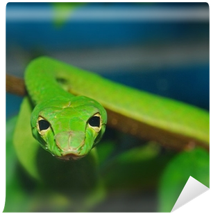 Smooth Greensnake (400x400), Png Download