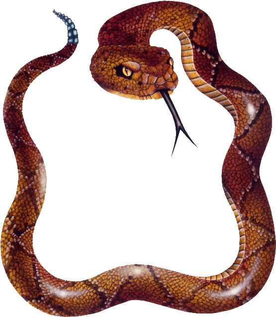 Png Green Snake Real Snake Png Maps/postcards - Snake Photos Hd For Editing (626x700), Png Download