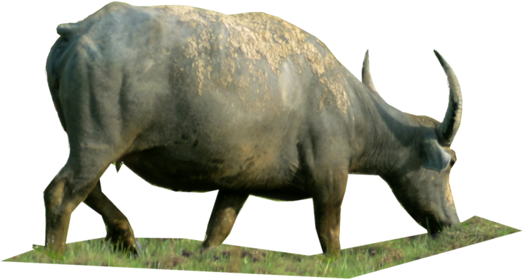 Bull (1024x665), Png Download