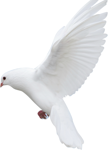 The Questions Every Family Has The Answers Every Family - Rock Dove (376x522), Png Download