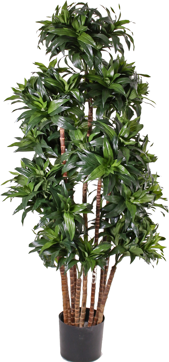 New Trends In Restaurants Have Broken Through Are They - Dracaena Fragrans (700x1230), Png Download