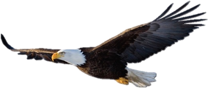School Logo - Eagle Png (895x651), Png Download