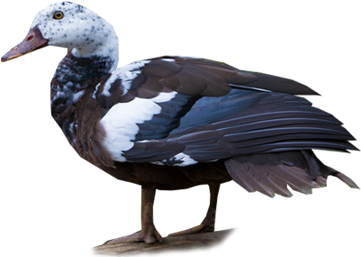 White-winged Duck (400x400), Png Download