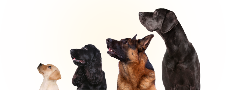 Dogs - H3 Essentials - Probiotics For Dogs - For Immune (868x348), Png Download