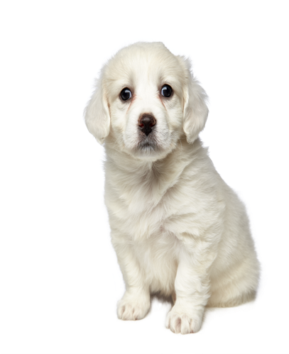 Clipping Mask Clipping Mask - Clipping Path (458x639), Png Download