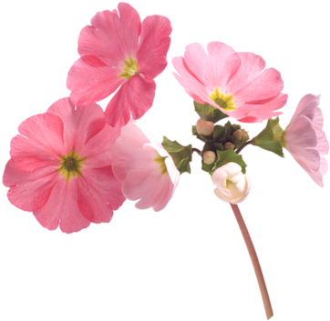 177 Images About Flower Png On We Heart It - Wallpaper (400x390), Png Download