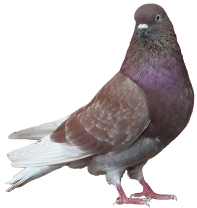Mumtaztic Pigeon Loft - Brown And Black Pigeon (400x421), Png Download