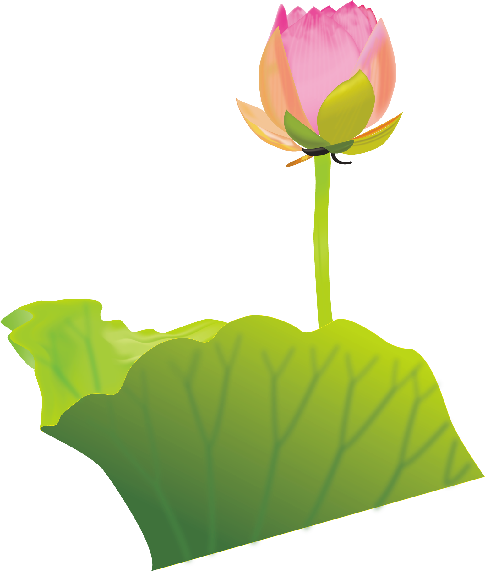 Lotus Clipart Australian Flower - Bong Sen Phat Giao (2150x1950), Png Download