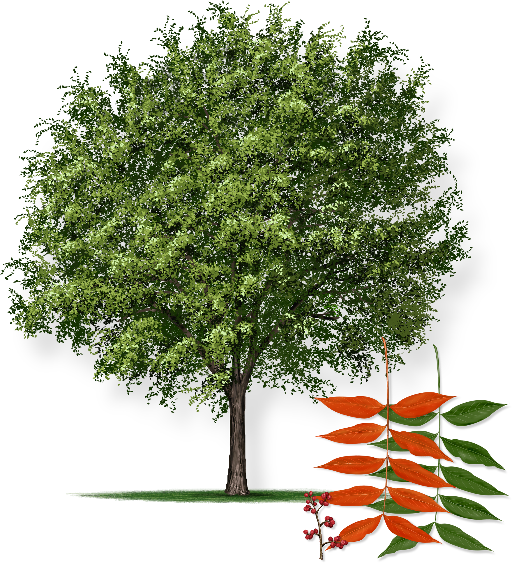 This Tree Starts Out As An Unattractive And Misshapen - Chinese Pistache Tree Png (1880x2049), Png Download