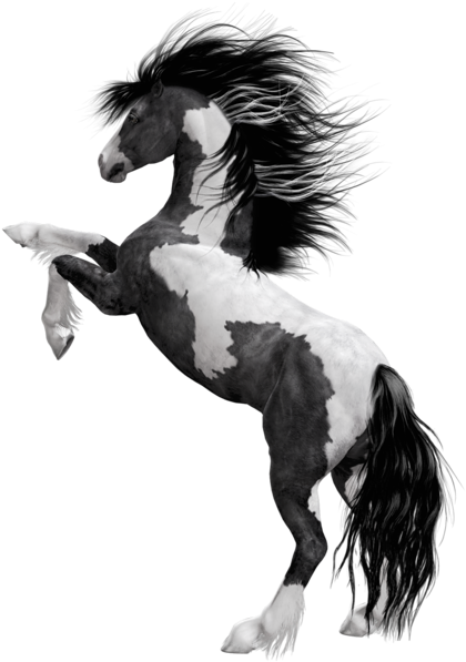 0, - Black Horse Png Hd (439x600), Png Download
