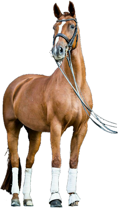 Horse Png For Picsart (480x727), Png Download
