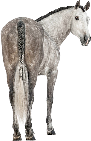 A Bit About Us - Straight From The Horse's Ass - Epub (550x480), Png Download