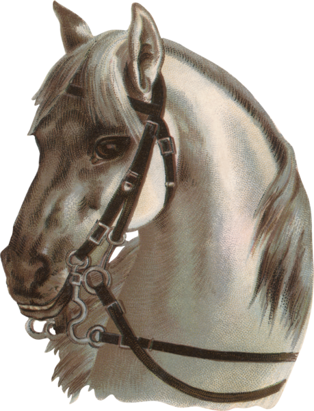Png At Resmi Horse Png Image - Horses And Harness Photography (459x600), Png Download