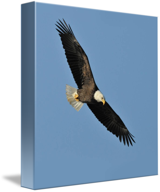 Abmovie Mighty Eagle Flying Png Source - Kilobyte (541x650), Png Download