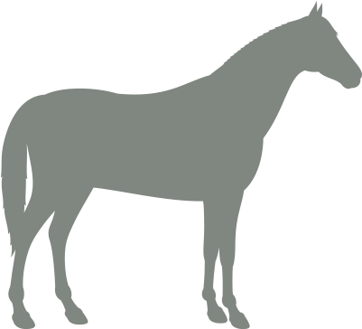 Hourse - Horse Irish Hunter Black (400x400), Png Download