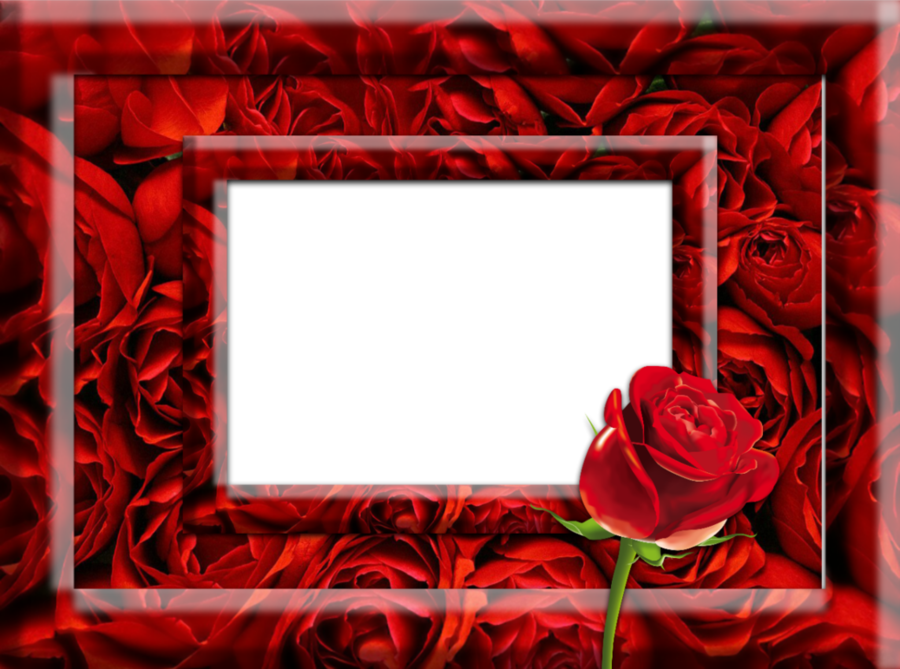 Download Red Rose Photo Frame Clipart Garden Roses - Red Rose Photo Frames (900x669), Png Download