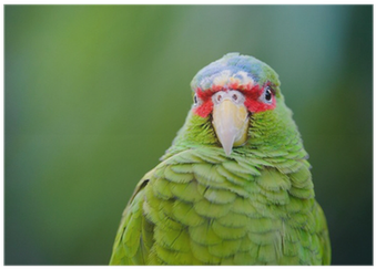 Parrot (400x400), Png Download