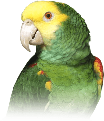 Amazon Parrot - Double Yellow Amazon Parrot (410x410), Png Download