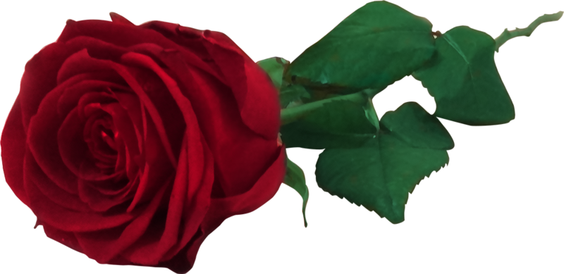 Red Rose Flower Free Png Transparent Images Free Download - Red Rose Png (800x389), Png Download