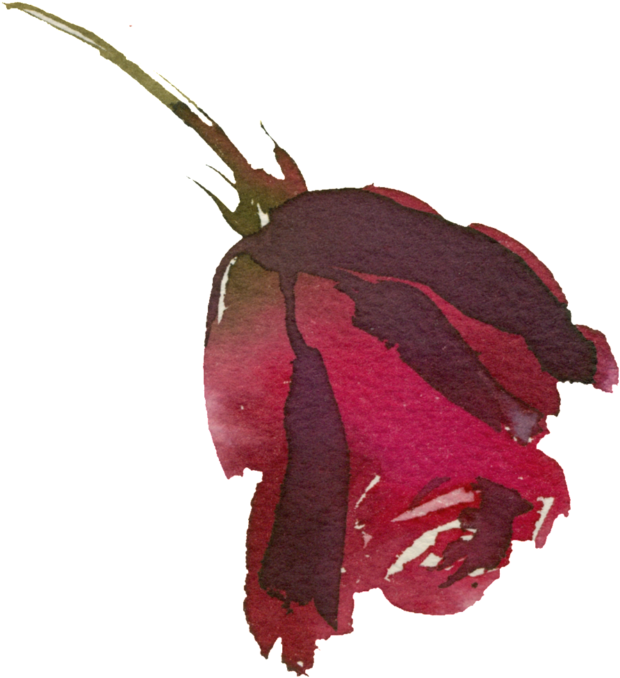 Hand Painted Bright Red Rose Png Transparent - Rose (1024x1024), Png Download