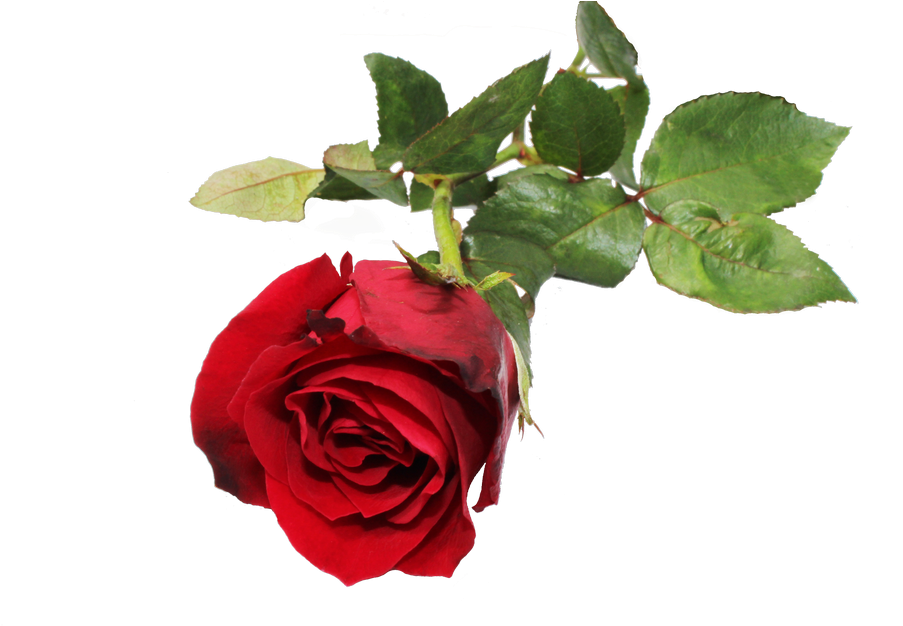 Red Rose Flower - Rose (1024x683), Png Download