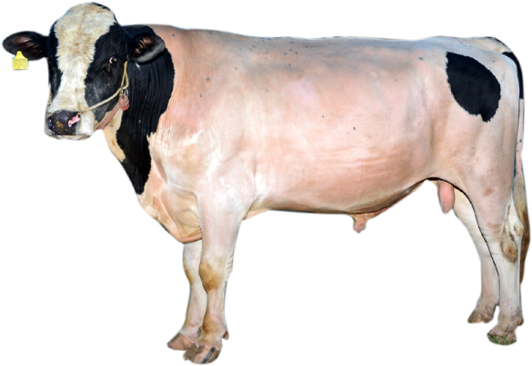 View More Rondo - Dairy Cow (600x450), Png Download