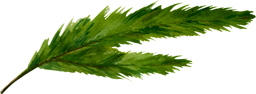 Un Green Split Leaf Png Transparente - Cannabis (1024x376), Png Download