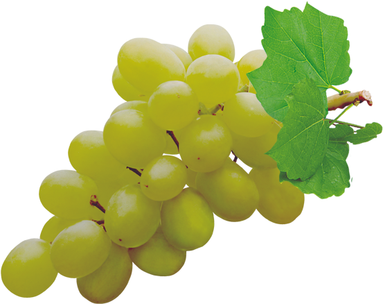 Grapes Png Pic - Grape Thompson (628x604), Png Download