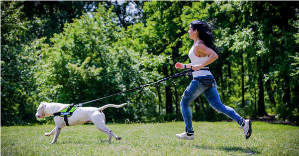 Julius K9 Running Belt (600x600), Png Download