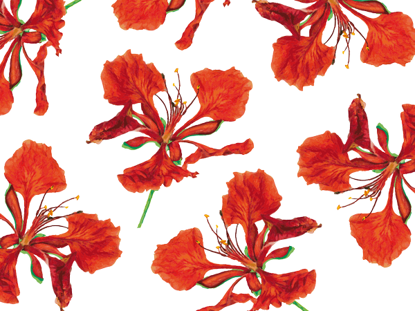 Tabachinesfresno On Twitter - Flame Tree Flower Png (600x450), Png Download