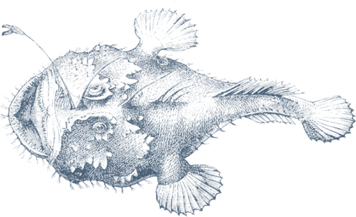 Png Free Anglerfish Drawing - Monkfish Drawing (800x600), Png Download