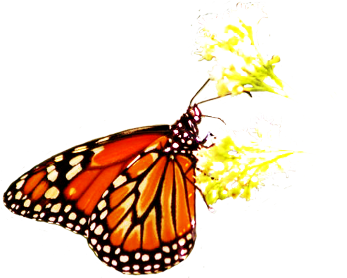 Gallery Sylvia Galvan - Butterfly On Flower Png (499x394), Png Download