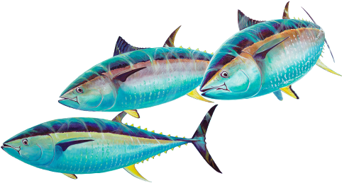 Guy Harvey Group Fish - Group Fish In Png (504x284), Png Download