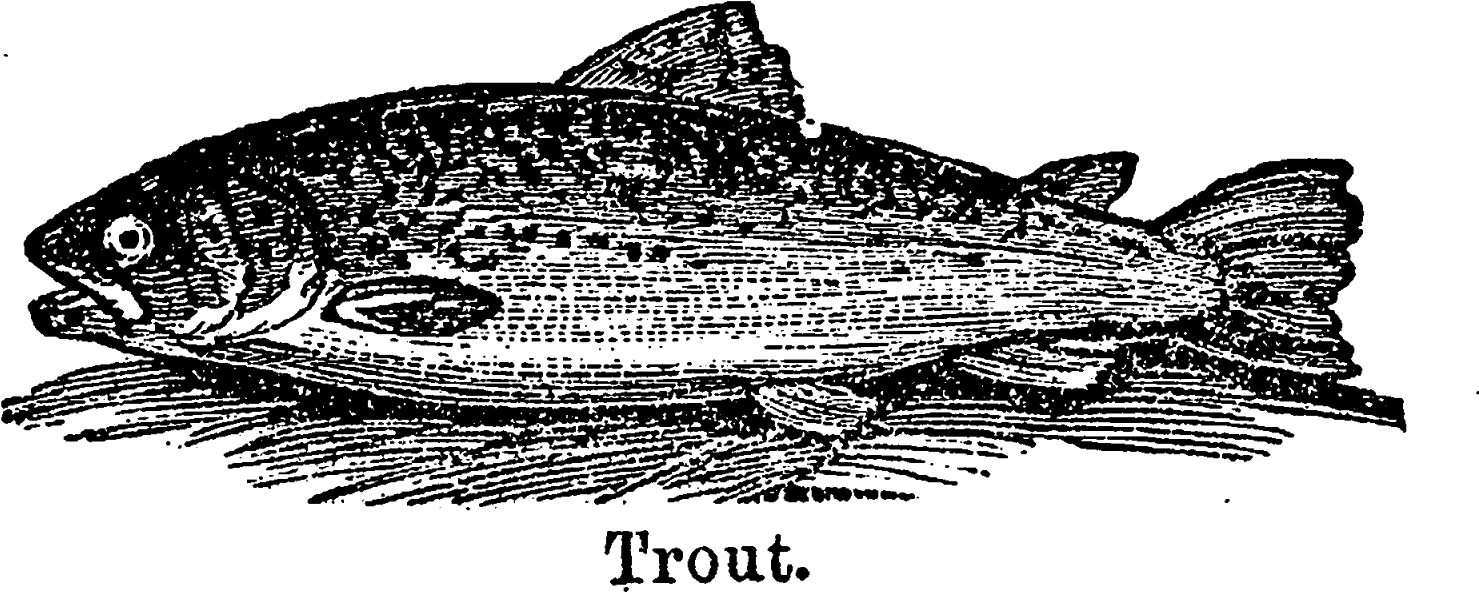 A Wonderful Crafting Project For These Fish Illustrations - Clip Art (1600x701), Png Download