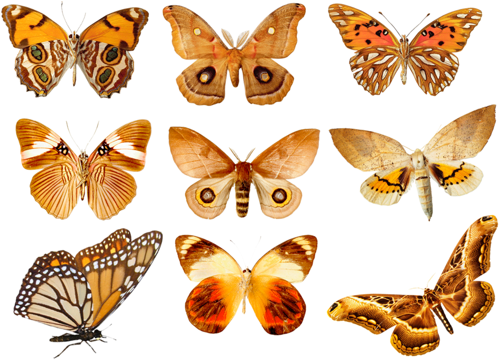 Butterflies3 Png By Absurdwordpreferred On Deviantart - Orange Butterfly In Groups (1047x764), Png Download