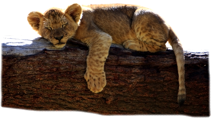 Photo Of A Lion Laying On A Rock Looking At Camera - San Diego (692x385), Png Download