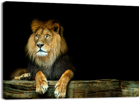 Lion Sitting On A Rock - Stock Photography (500x500), Png Download