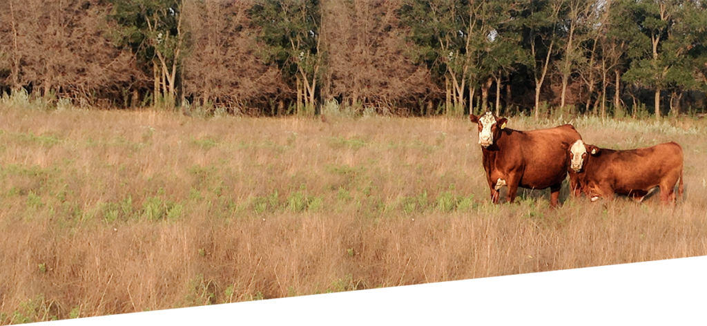 Prbheader - - Beef (1024x472), Png Download