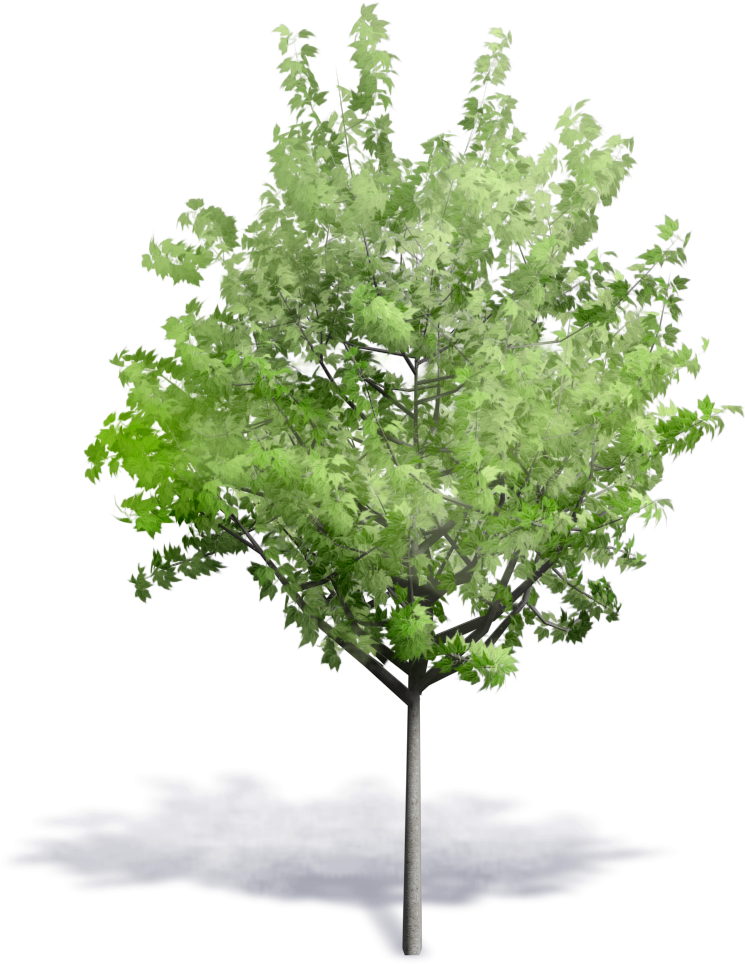 Generic Summer Tree - Fagus Sylvatica 3d Model (1000x1000), Png Download
