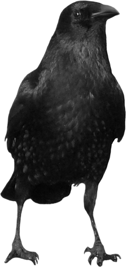 Crow Icon Clipart - Crow Png (414x875), Png Download