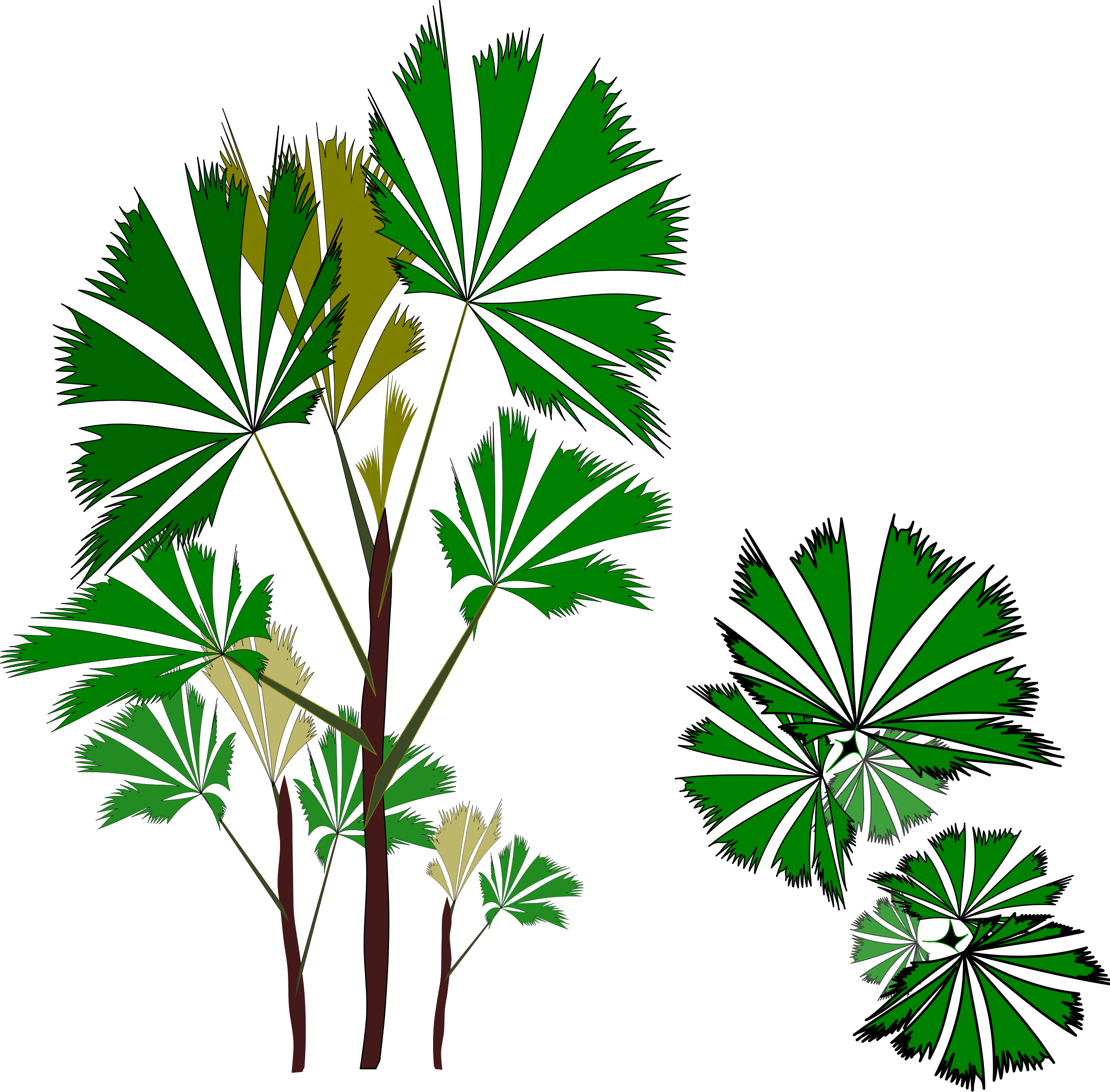 Big Image - Rhapis Excelsa (2394x2356), Png Download