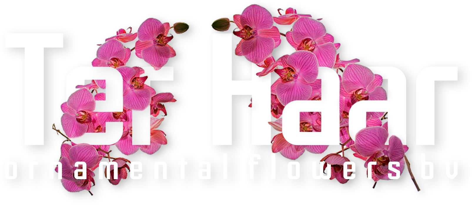 Ter Haar Ornamental Flowers Bv - Artificial Flower (1606x707), Png Download